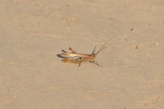 Chorthippus biguttulus