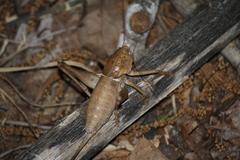 Pediodectes haldemanii