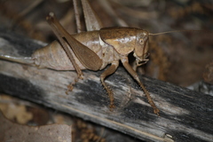 Pediodectes haldemanii