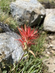 Castilleja applegatei