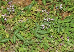 Desmodium batocaulon
