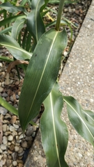 Sorghum bicolor