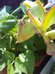Callophrys xami