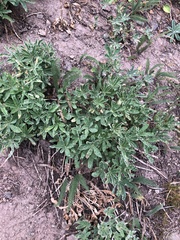 Lupinus arcticus