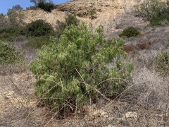 Schinus molle