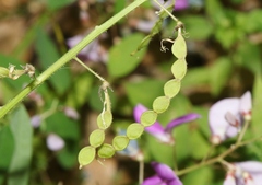 Desmodium batocaulon