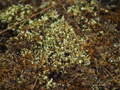 Cladonia convoluta