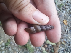 Juga plicifera