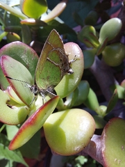 Callophrys xami