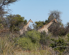 Giraffa camelopardalis giraffa