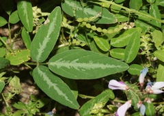 Desmodium batocaulon
