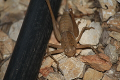 Pediodectes haldemanii