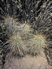Echinocereus engelmannii engelmannii