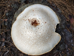 Neolentinus ponderosus