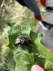 Carabus nemoralis