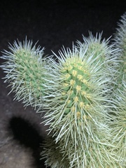 Cylindropuntia bigelovii