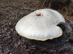 Neolentinus ponderosus