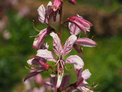 Dictamnus albus
