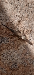 Sceloporus jarrovii