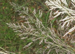 Muhlenbergia