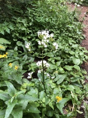 Valeriana sitchensis