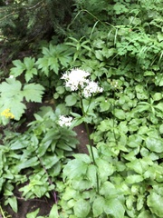 Valeriana sitchensis
