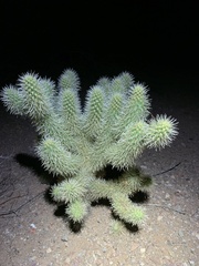 Cylindropuntia bigelovii