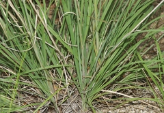 Muhlenbergia