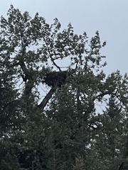 Haliaeetus leucocephalus