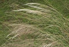 Muhlenbergia
