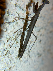 Litaneutria