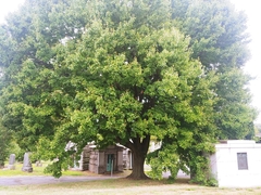 Acer