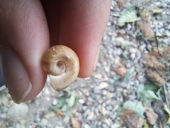 Planorbella trivolvis