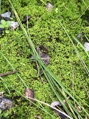 Sphagnum girgensohnii