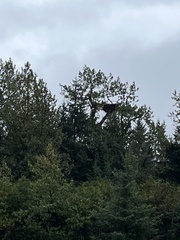 Haliaeetus leucocephalus