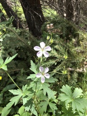 Geranium richardsonii