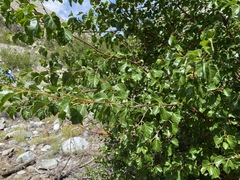 Betula occidentalis