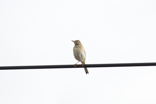 Pipit de Richard