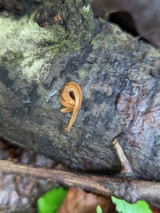 Bipalium adventitium