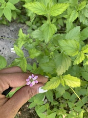Lantana achyranthifolia