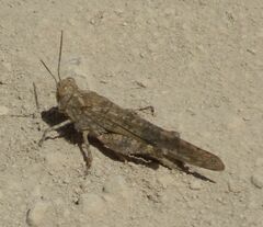 Sphingonotus rubescens