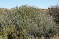 Euphorbia gregaria
