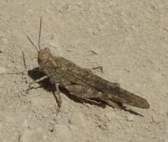 Sphingonotus rubescens