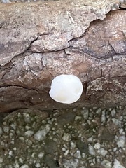 Marasmius capillaris