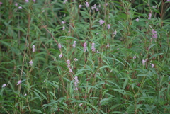 Persicaria bicornis