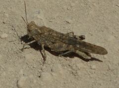 Sphingonotus rubescens