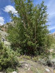 Betula occidentalis