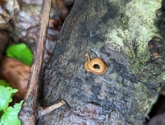 Bipalium adventitium