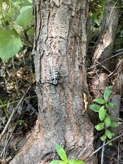 Plectrodera scalator