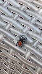 Phidippus adumbratus
